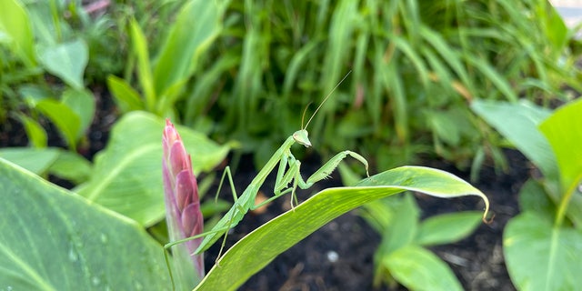 An up-close image of a praying mantis perched on a canna lilly's leaf in New York's Lower Hudson Valley, N.Y., July 2022.