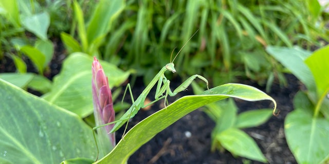 praying mantis on a leaf