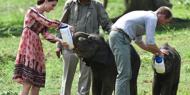 <u>Prince William</u> praised a 63-month sentence for a man who trafficked in rhino horns and ivory from elephants as a "significant victory" this week. 