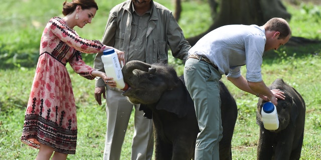 Kate, Duchess of Cambridge and Prince William, Duke of Cambridge feed baby elephants during a visit to the Centre for Wildlife Rehabilitation and Conservation at Kaziranga National Park on April 13, 2016 in Guwahati, India.