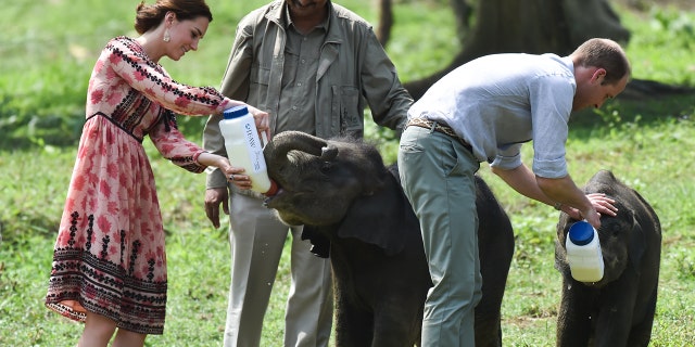 Kate, Duchess of Cambridge and Prince William, Duke of Cambridge feed baby elephants during a visit to the Centre for Wildlife Rehabilitation and Conservation at Kaziranga National Park on April 13, 2016 in Guwahati, India. 