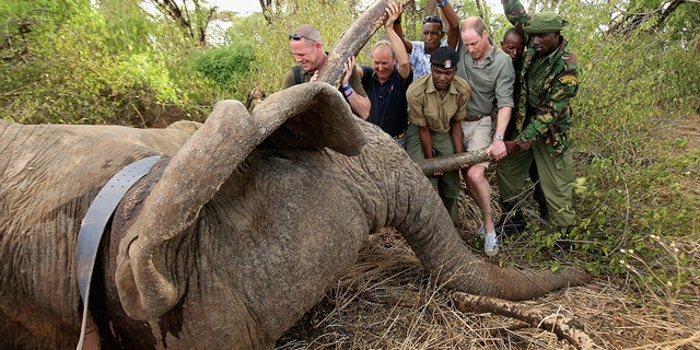 Prince William, Duke of Cambridge, Royal Patron of Tusk and President of United For Wildlife, assists rangers in northern Kenya to move "Matt", a tranquilized bull elephant, while a wildlife vet fits his new satellite tracking collar to monitor and protect him from poachers. 