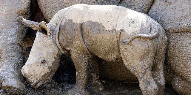 A southern white rhino calf was born at the San Diego Zoo Safari Park to his mother, Livia. 