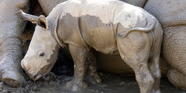A southern white rhino calf was born at the San Diego Zoo Safari Park to his mother, Livia.