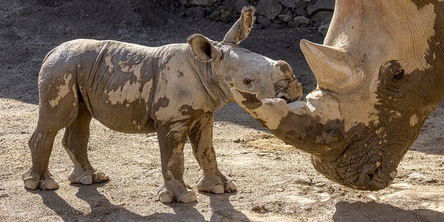 A male southern white rhino calf stands with his mother after playing in a mud wallow at the San Diego Zoo Safari Park. A teenager recently put down hard manual labor such as cleaning a zoo enclosure, according to his mom — and she came up with a novel way to teach him more about it. 