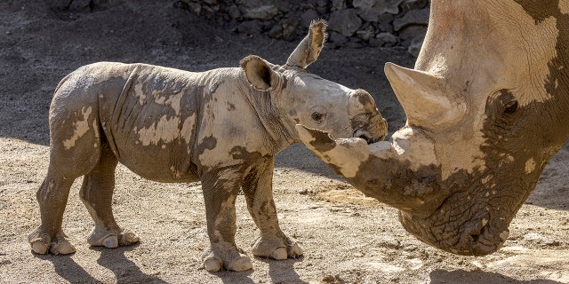 A male southern white rhino calf stands with his mother after playing in a mud wallow at the San Diego Zoo Safari Park. A teenager recently put down hard manual labor such as cleaning a zoo enclosure, according to his mom — and she came up with a novel way to teach him more about it.