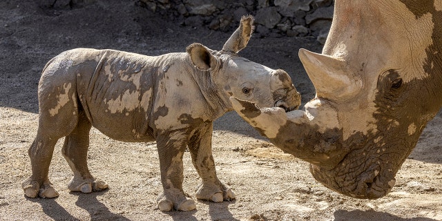 A male southern white rhino calf stands with his mother after playing in a mud wallow at the San Diego Zoo Safari Park. A teenager recently put down hard manual labor such as cleaning a zoo enclosure, according to his mom — and she came up with a novel way to teach him more about it. 