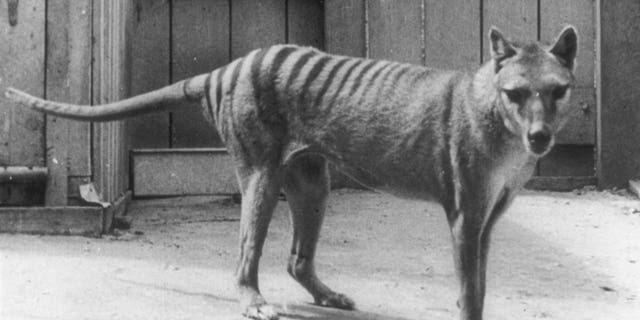 The last Tasmanian Tiger, named Benjamin, went extinct in 1936 not long after his species had been granted a protective status. 