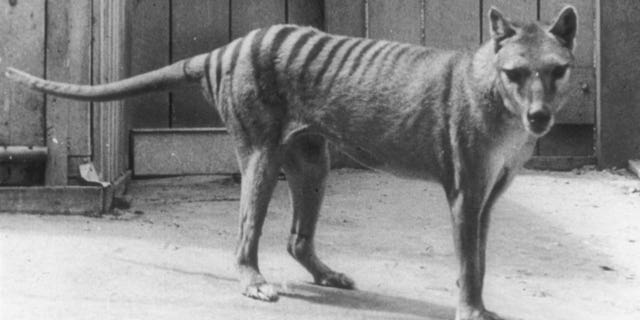 The last Tasmanian Tiger, named Benjamin, went extinct in 1936 not long after his species had been granted a protective status. 