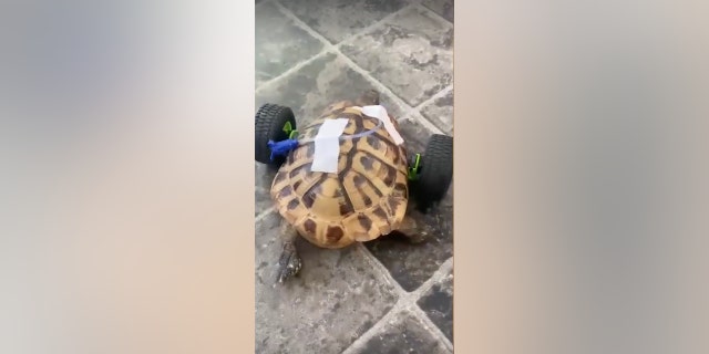 The veterinarian surmised that a rat attacked Eddie while he was outside in the family's backyard. Though the family quickly got him to a vet, the tortoise's front legs could not be saved. That hasn't stopped him one bit.