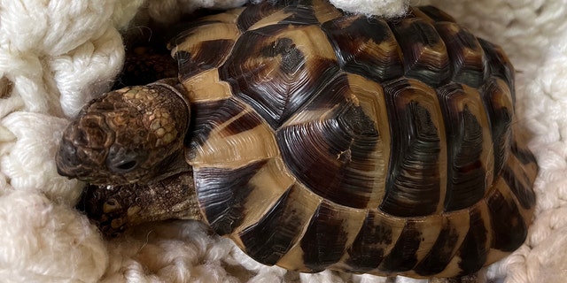 Tortoises are "escape artists," according to Coolpetsadvice.com. Here, a cherished 22-year-old tortoise is shown at home with his family.