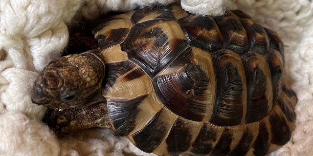 Tortoises are "escape artists," according to Coolpetsadvice.com. Here, a cherished 22-year-old tortoise is shown at home with his family.