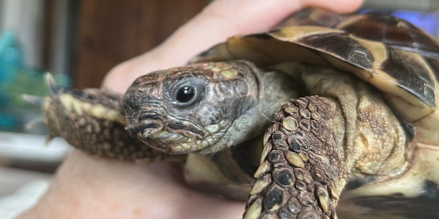 Pet tortoises can live for up to 100 years, according to sources including Tortoiseowner.com. Another pet tortoise is shown here.