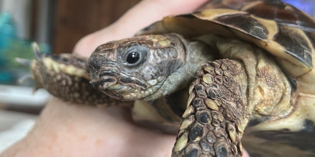 Superstar tortoise Eddie gets double amputation-what happened?, follow News Without Politics