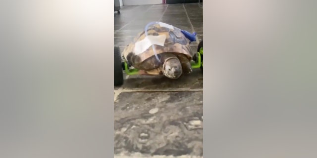 Superstar tortoise Eddie gets double amputation-what happened?, follow News Without Politics