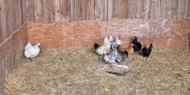 Thinking of starting a backyard chicken coop to beat high egg prices? There are key things to consider before you break out the tool kit.