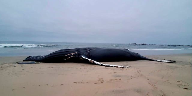 Deux cachalots et sept baleines à bosse ont été découverts au large des côtes de quatre États de la côte est en moins de deux mois, selon des responsables fédéraux de l'environnement.