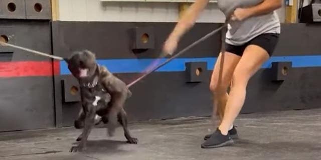 Un fotograma de un video que se ha vuelto viral muestra a un entrenador de Cypress Arrow Kennel & K9 Academy supuestamente golpeando a un perro con una fusta. 