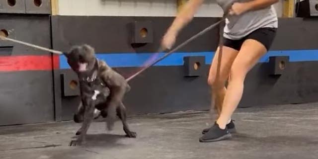 A still from a video that has gone viral shows a trainer at Cypress Arrow Kennel & K9 Academy allegedly striking a dog with a riding crop.