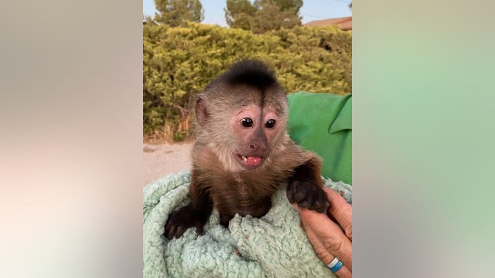 Monkey at California zoo calls 911: ‘monkey see, monkey do’ Monkey at California zoo calls 911: ‘monkey see, monkey do’