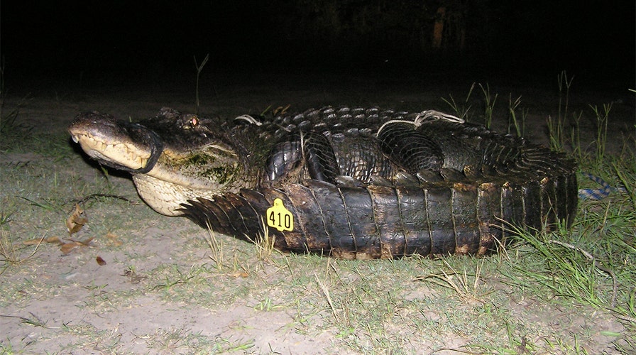 Huge 10-foot alligator caught in Mississippi breaks state record