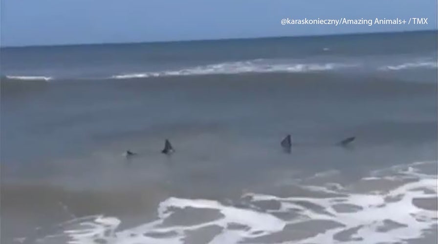 Sharks spotted near Florida shore as sightings continue 'Get out of