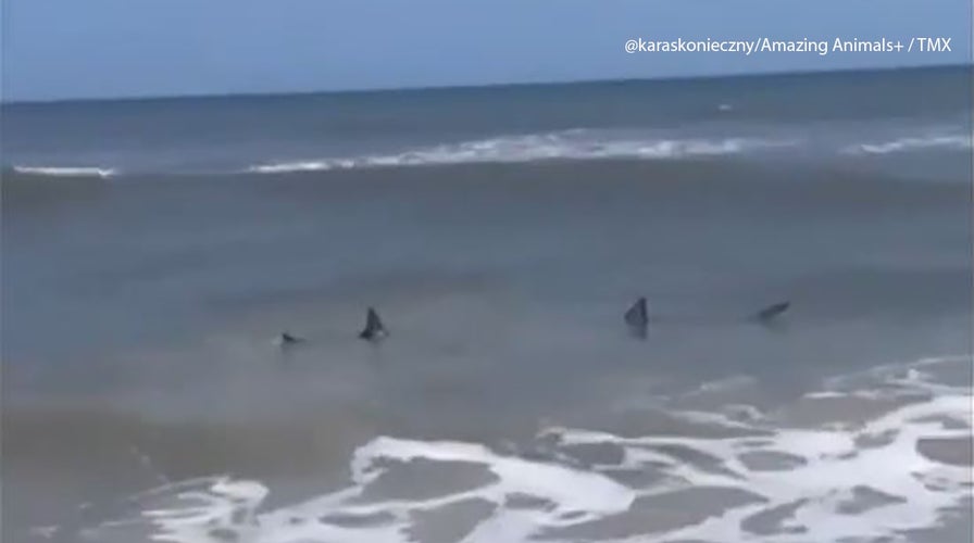 Sharks in shallow water at Neptune Beach in Jacksonville, Florida