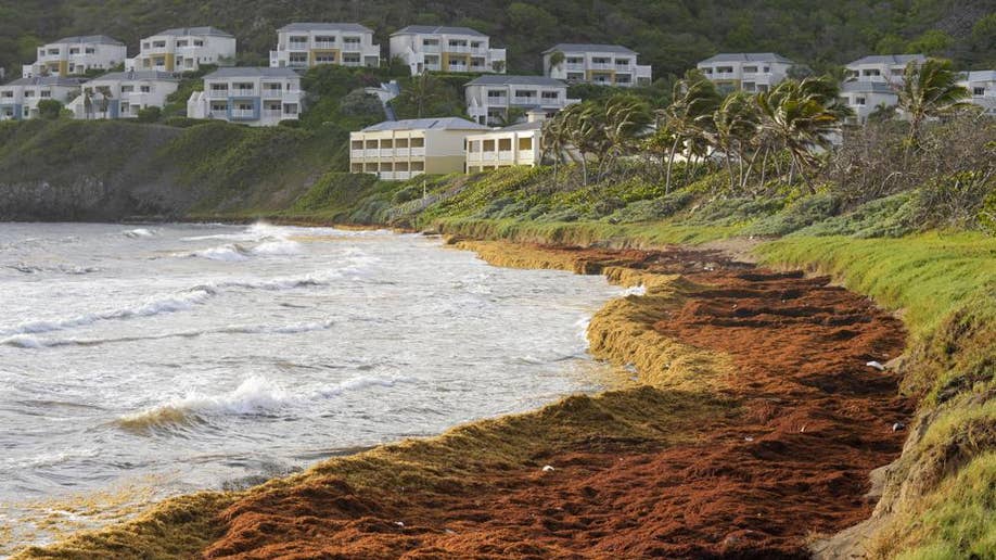 Seaweed covers St. Kitts and Nevis