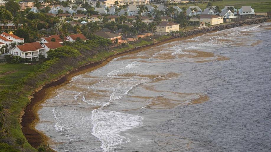 Seaweed covers beaches