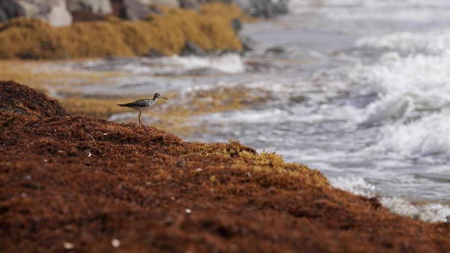 Beach covered in seaweed, with a bird walking on it