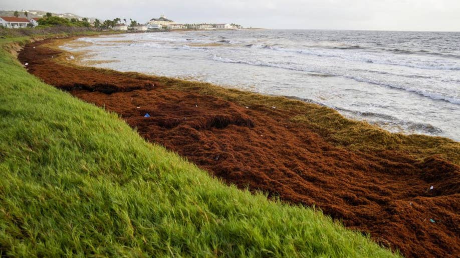 Frigate Bay covered in seaweed