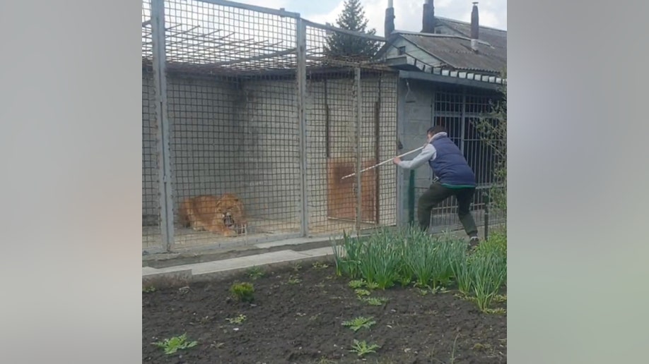 Natalia Popova stabilizes lion