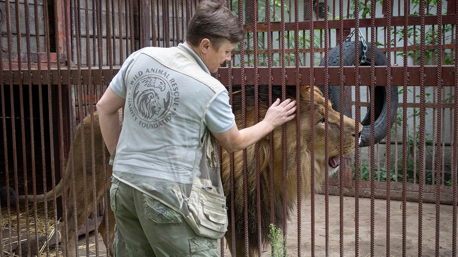Natalia Popova reaches through a cage to pet a lion