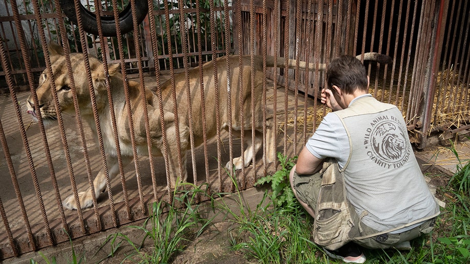 A lion lays in a cage as Natalia Popova watches