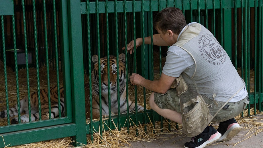 The Ukrainian animal rescuer pets a tiger