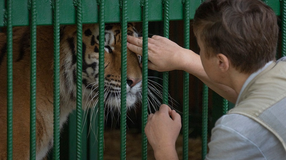 Natalia Popova petting a tiger in her shelter