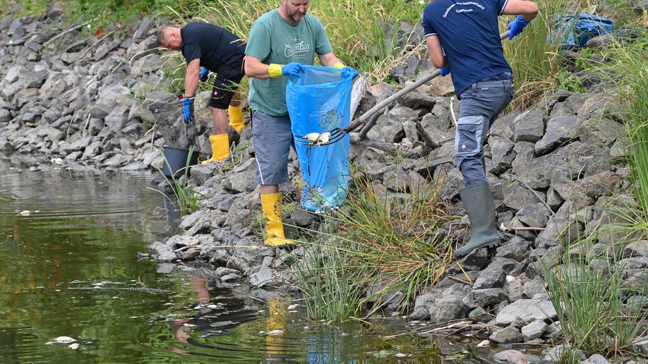 Volunteers recover dead fish from the wate