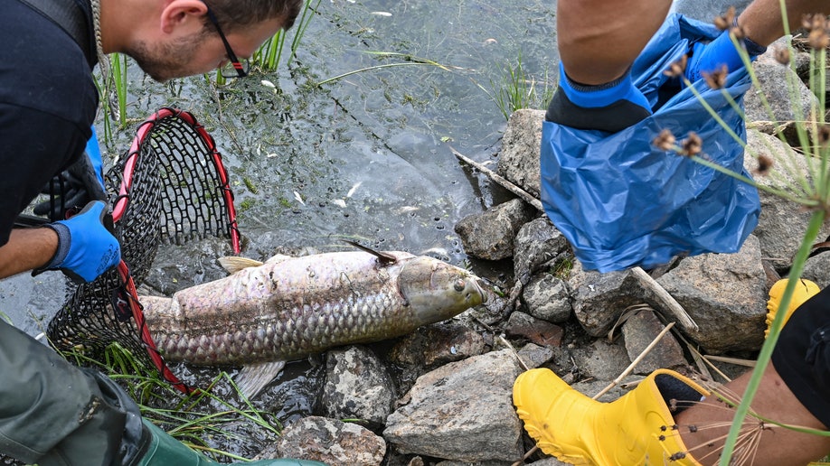 Volunteers recover dead fish