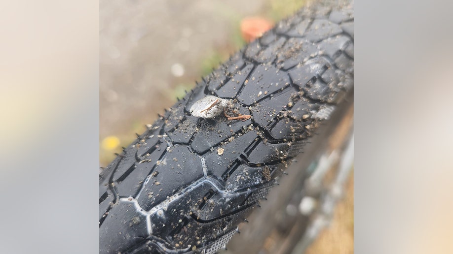 a nail in Barnes' bicycle tire