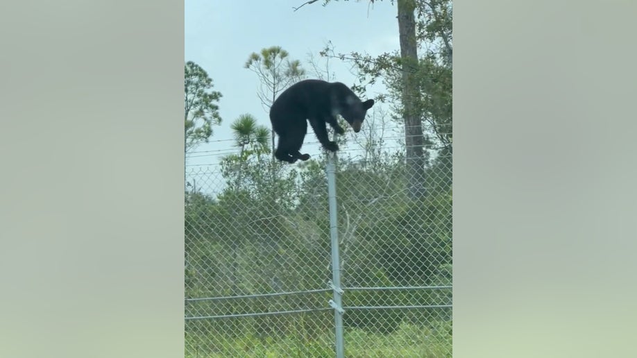 Black bear scales fence