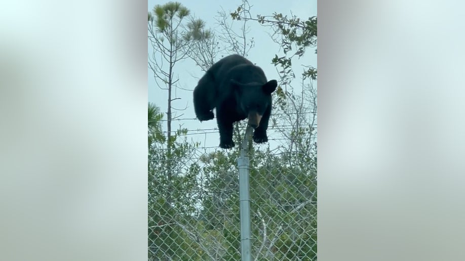 Bear climbs barbed wire fence