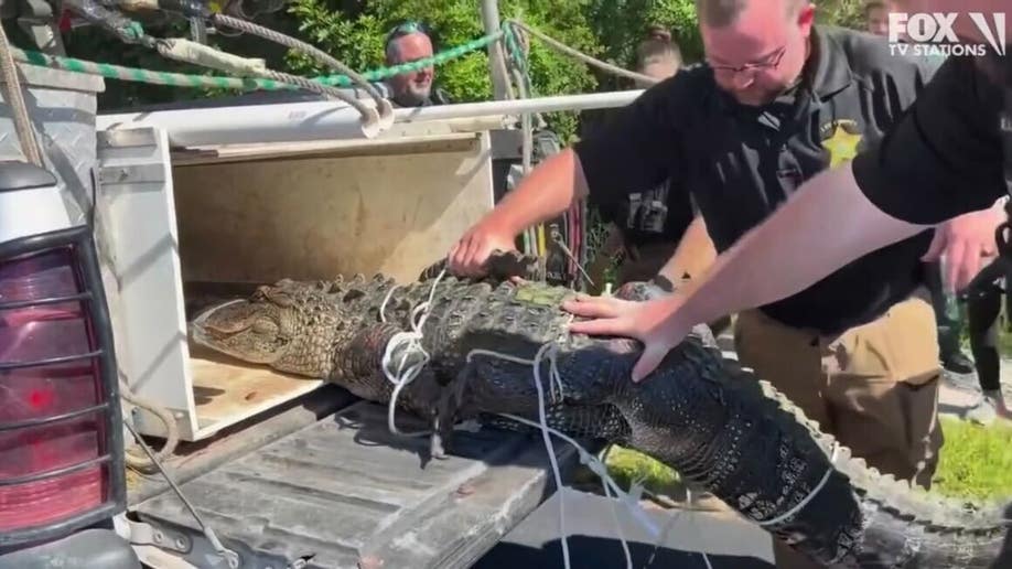 Police capture alligator