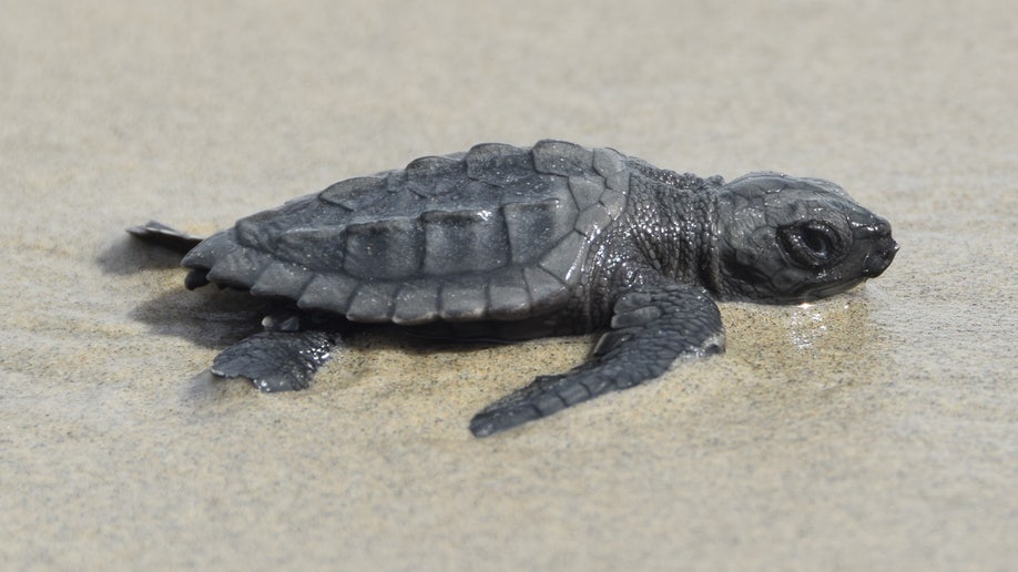 one baby sea turtle crawling towards the water