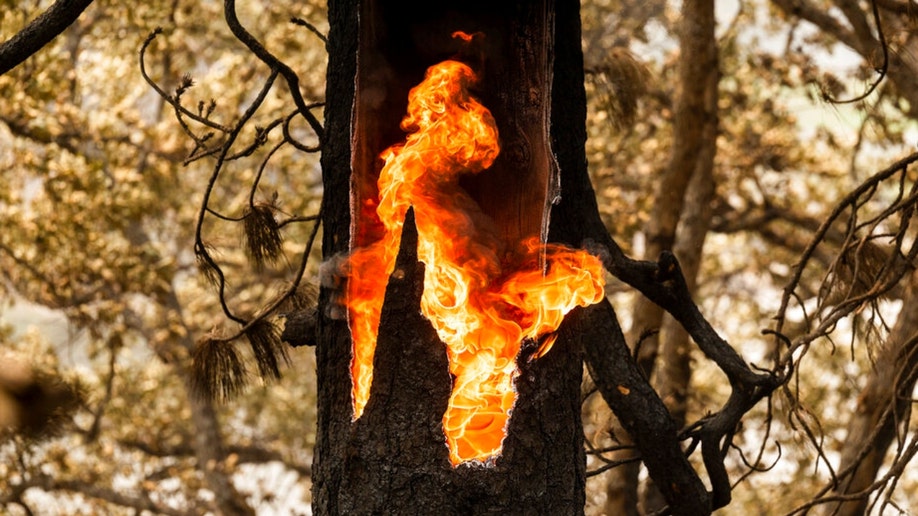 McKinney Fire tree