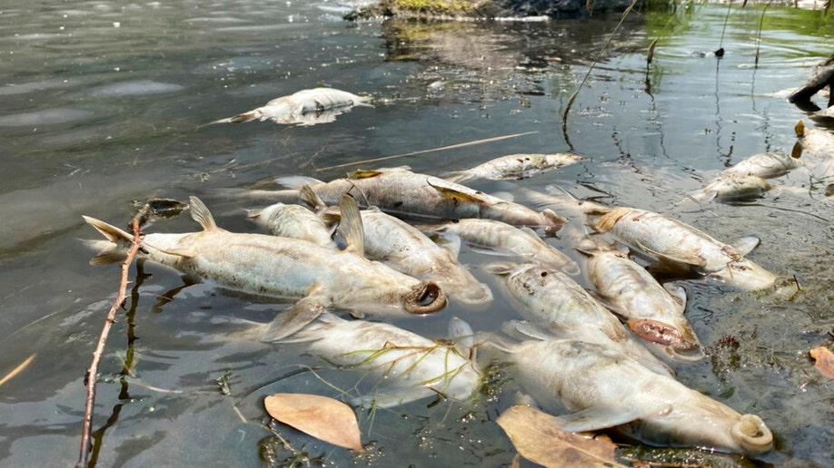 Klamath River fish