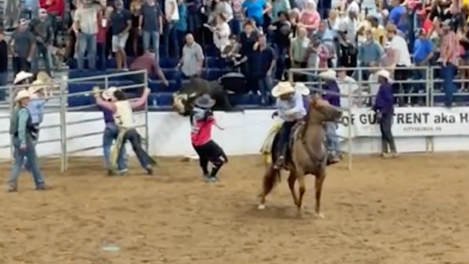 Rodeo bull escapes