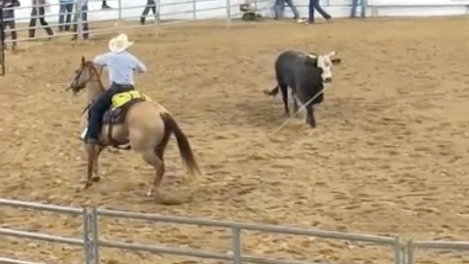 Rodeo bull escapes