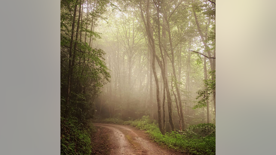 foggy Balsam Mountain trail