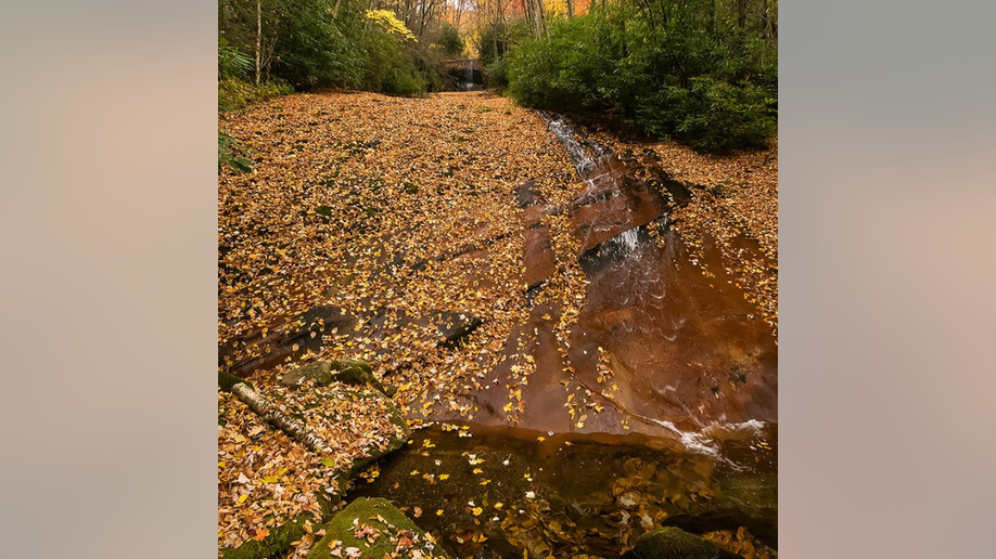 trail of Balsam Mountain