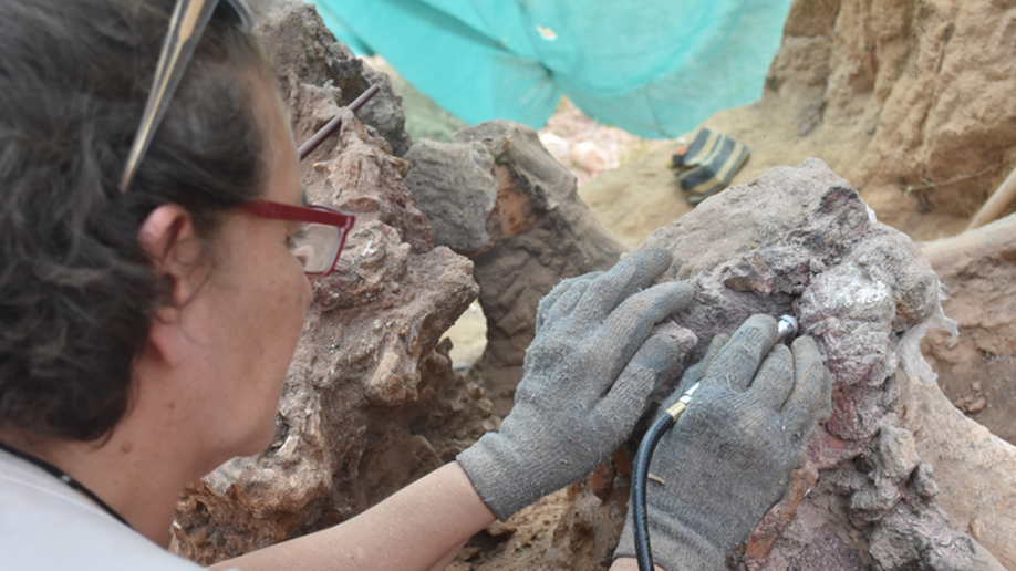 Researcher uncovering dinosaur